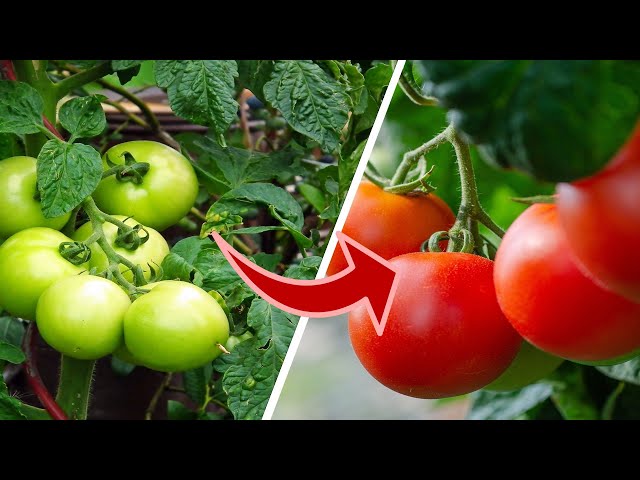 Warum deine Tomaten nicht rot werden! Das sind die Gründe & Lösungen!