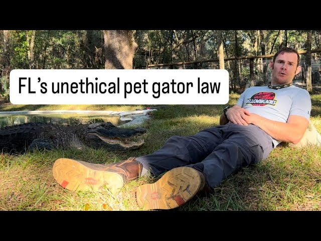 FL’s unethical pet gator law