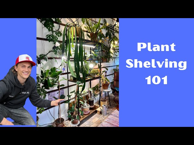 Make the Ultimate PLANT SHELF - How to Create One, Using Grow Lights, Plants to Use