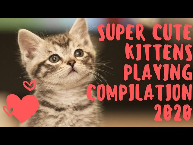 Super Cute Kittens Playing COMPILATION 2020 - Spoiled Cats - Funny and Beautiful Cats!