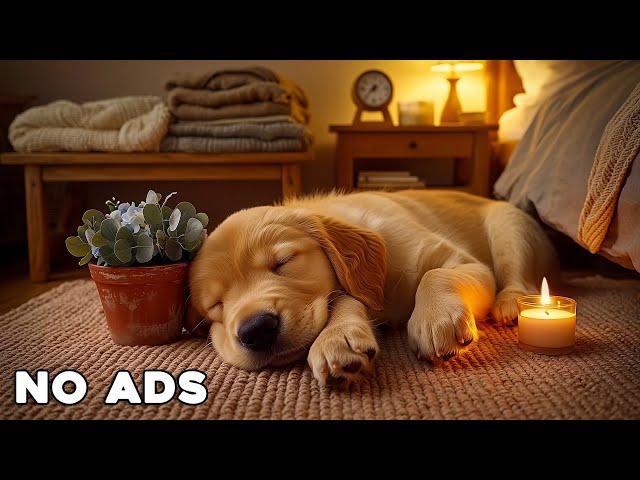 12 Hours Calming Dog Music🎵💖Relaxing Soothing Music for Dogs🐶🎵Anti Separation anxiety relief music