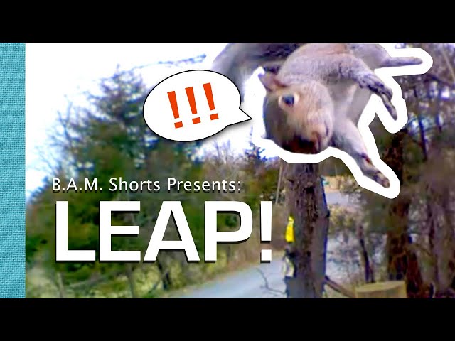 Squirrel Leaps!