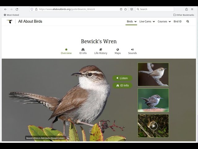 Bewick's Wren