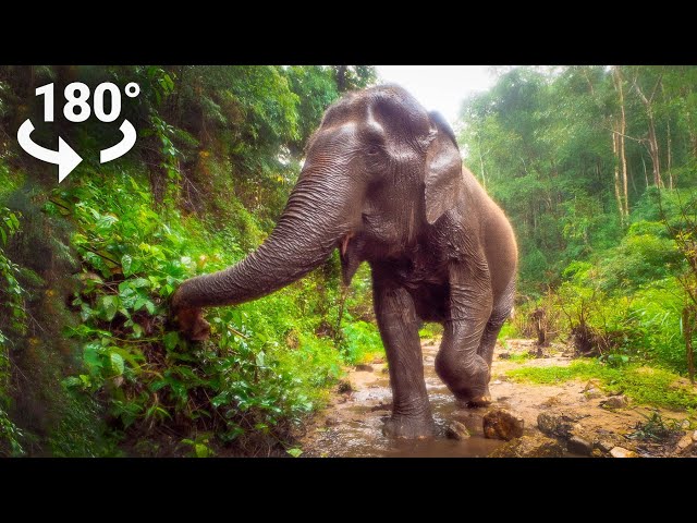 Experience Elephants UP CLOSE in VR180