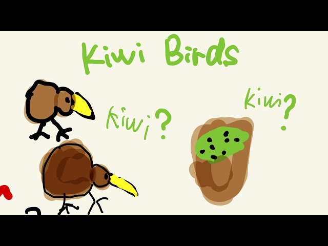 Kiwi 🪶：Not the Fruit, It’s the Kiwi Bird! Meet the Adorable Fluffy Friend! 🐦✨