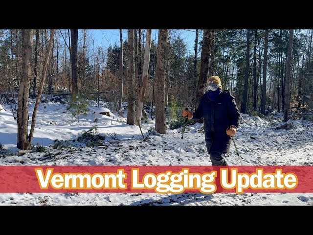 Exploring Sustainable Logging Practices In Vermont's Forest Community | January 2024 Update