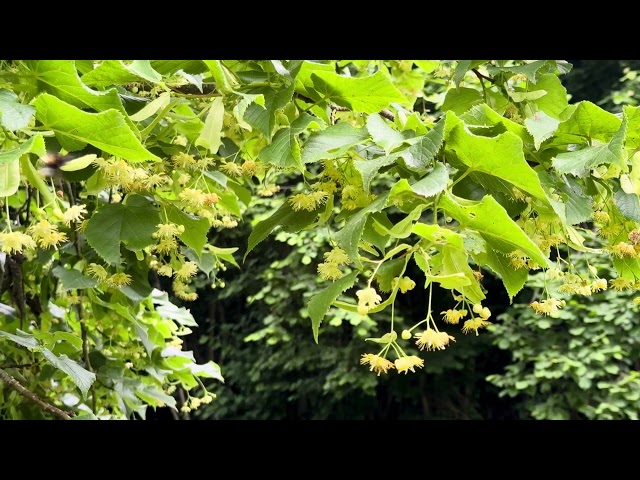 [4K] Blossoming linden 🌼 Bees and birds 🐝🐦‍⬛ / Цъфтящи липи, пчели и птици 🌳🐝🌼