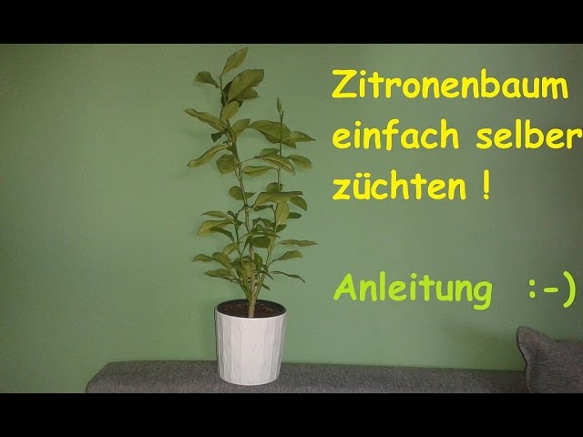 Zitronenbaum selber ziehen - exotische Pflanzen züchten / Anleitung Zitronenpflanze aus Kern - DIY