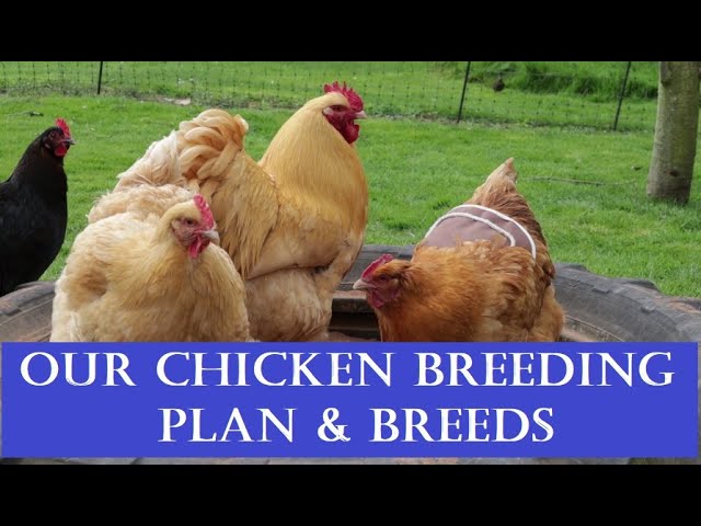 Our Smallholding: Our Chicken Breeding Plan & Breeds