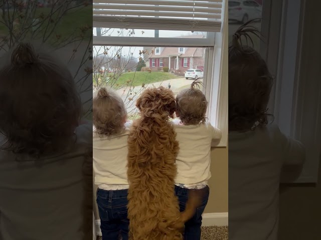 Dog and Toddlers Wait for Brother at Window❤️