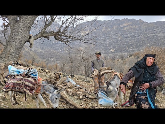 Iran nomadic life: Jahangir's attempt to bring firewood with a donkey in the mountains