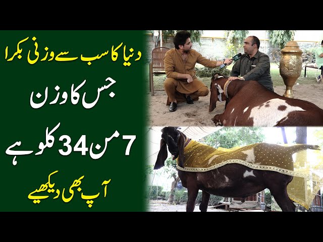 Dunya ka sb sy Wazni Bakra, jis ka wazan 7 mann 34 Kilo hai, Ap b daikhiye7 mann 34 Kilo hai,