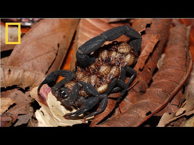 National Geographic Wild - Deadly Scorpions - Documentary HD 2017