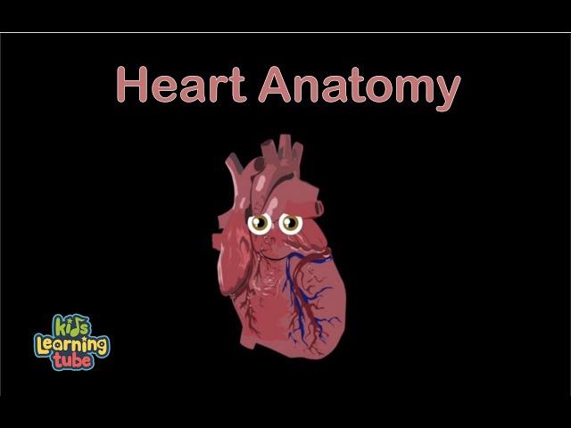 The Heart Anatomy Song