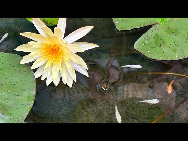 ORNAMENTAL FISH AND LOTUS : PEACEFUL