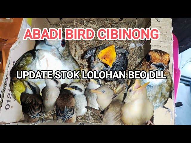 Update  stok lolohan Beo, cigun, pentet dll Jum'at 14/02/2025#ABADIBIRDCIBINONG