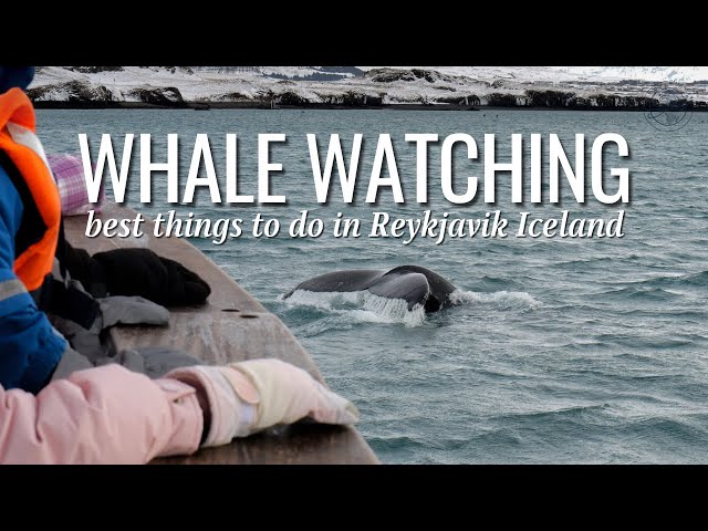 Icy Whale Watching Adventure | Reykjavik Iceland | Travel With Wes