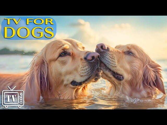 DOG TV: Deeply Relaxing Video for Dogs Stress Relief - Soothing Anti Anxiety Music for Dogs to Watch