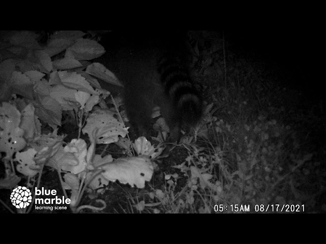 Trail Cam Video | Wildlife | Exploring Nature