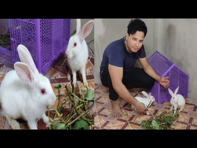 Rabbit Pet Vlog || Wild Rabbit playing || rabbit vlog