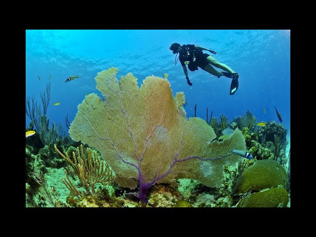 Ocean Life and Nature Documentary   Amazing Underwater Animals Life Videos