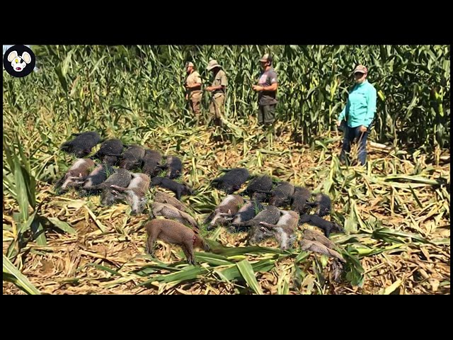 How Texas Farmers Deal With Millions Of Giant Wild Boar Invading Corn Fields