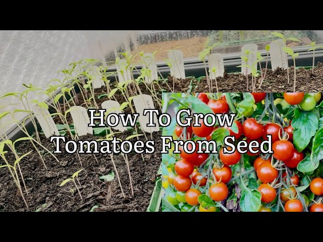 How To Grow Tomatoes From Seed, Starting Tomatoes From Seed, Tomato Plants