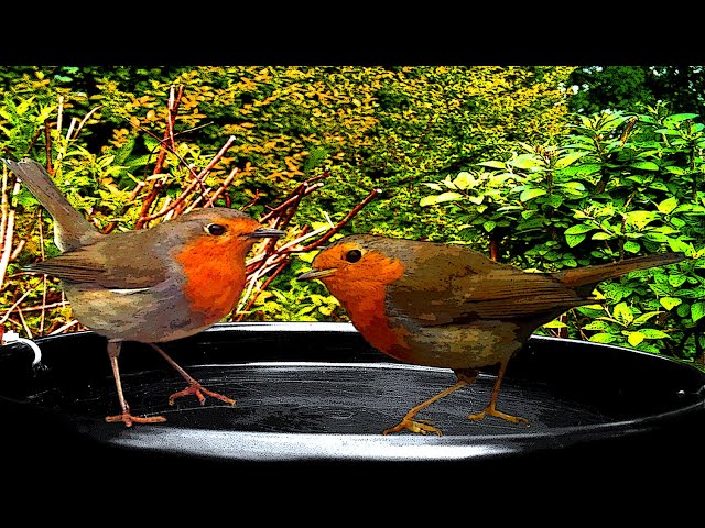 Surprising Garden Guests: Robins Bring Life to Your Backyard Oasis! 🌴