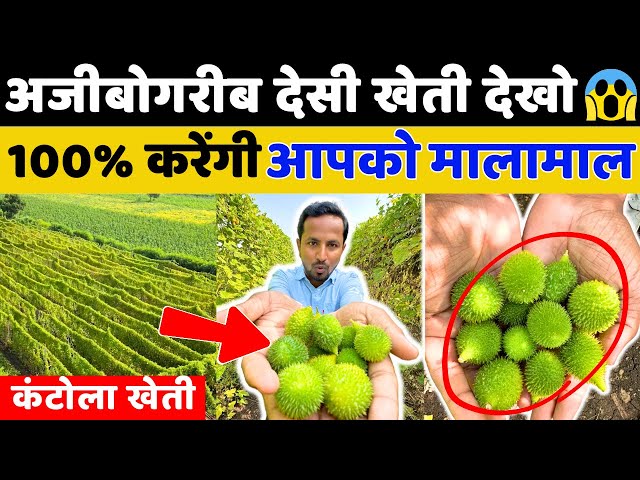 सबसे महंगी सब्जी की खेती 🤔❓💯 Vegetable, Medicine, Everything - Spiny Gourd Farming || Indian Farmer