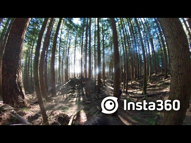 360 Video - Hike Through Forest - Bear Mountain (British Columbia)