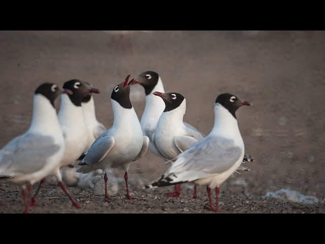 Live: Endangered relict gulls in N China's nature reserve – Ep. 5