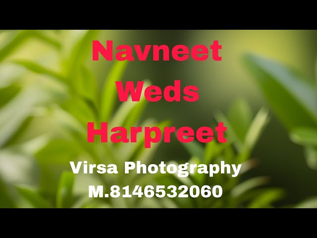 Wedding Ceremony Navneet Weds Harpreet  ... Virsa Photography M.8146532060