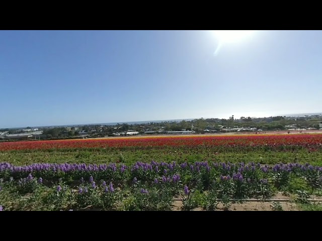 Carlsbad Flower Fields - Purple with Other Colors VR180