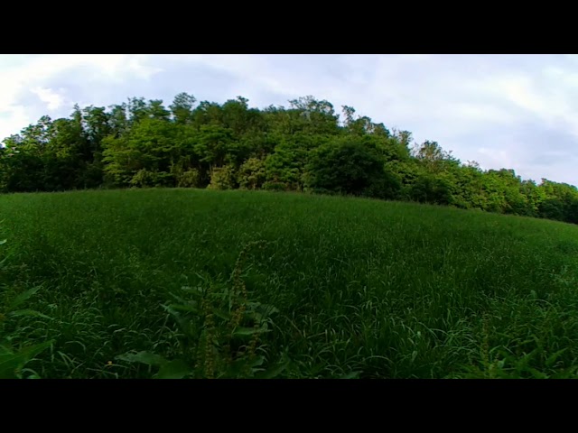 Nature in 360: 5 minutes in a clearing in a forest on a sunny day (#3)