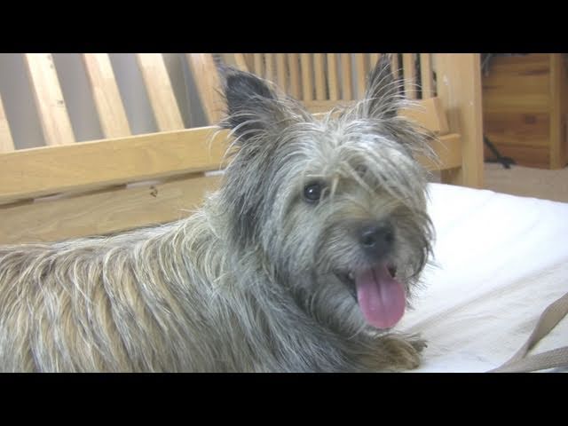 Cairn Terrier's 1st Puppy Birth (in HD)