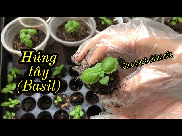 Cách gieo hạt HÚNG TÂY (Basil) nảy mầm siêu nhanh