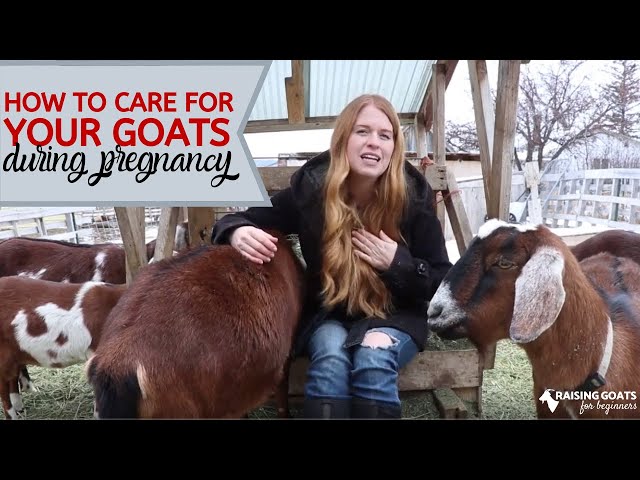 Goat Pregnancy Care