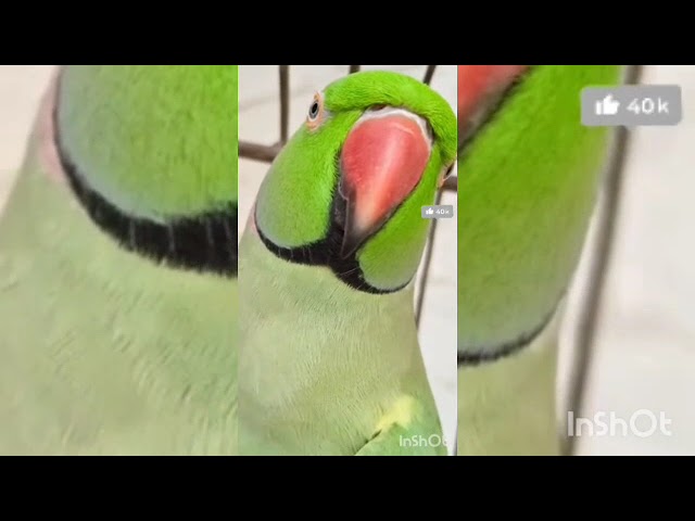 amezing voice all parrot 😘🦜 beautiful talking parrot clear voice #trending #video @mithutotadance