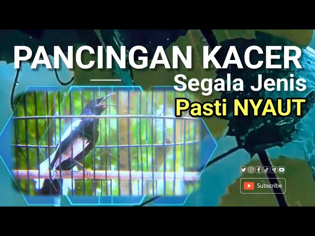 masteran BURUNG KACER AGAR CEPAT BONGKAR MATERI cocok untuk segala jenis BURUNG kacer STRES