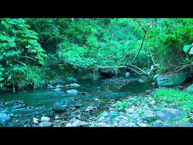 Relaxing River Sounds: Tranquil Flowing Water & Soothing Birdsong for Stress Relief and Healing