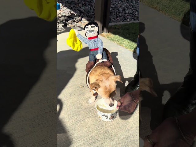 Bella the cowpet! #shorts #youtubeshorts #pets