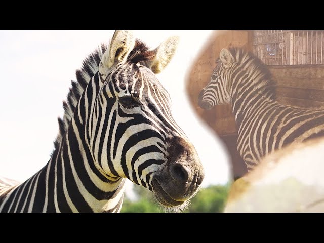 Zebra thrives after rescue from dark decrepit barn