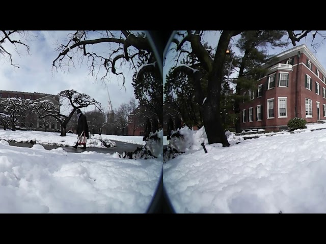 snow melting trees