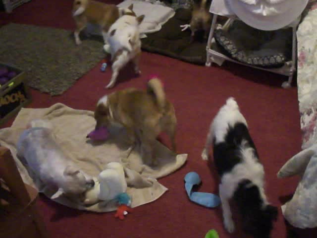 OUR BABIES GETTING TOYS FROM GRANDMA & GRANDPA & MOMMY & DADDY