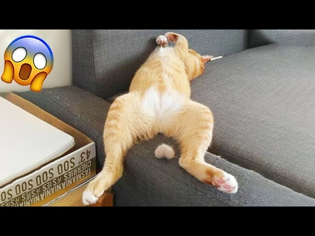 Funniest Animals 2024 🤣😅 New Funny Cats and Dogs Videos 😸🐶 Part 7