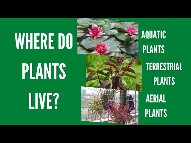 Terrestrial, Aquatic and Aerial Plants | Grade 1 Lesson (MELC)