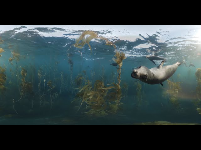 360° Kelp Dive Channel Islands