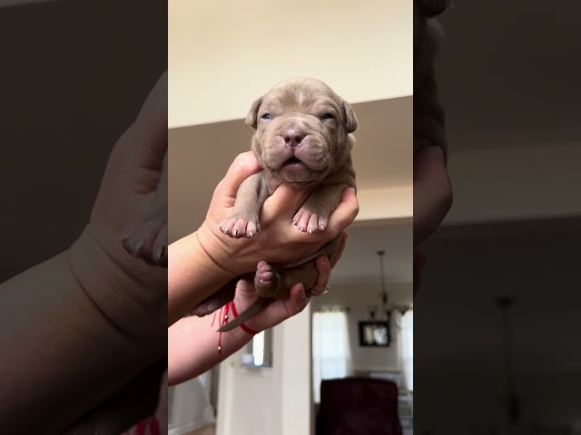 This sweet calm laid-back bully boy loves being held 💖💖💖 #shorts #puppy #americanbully #AnvilKennels