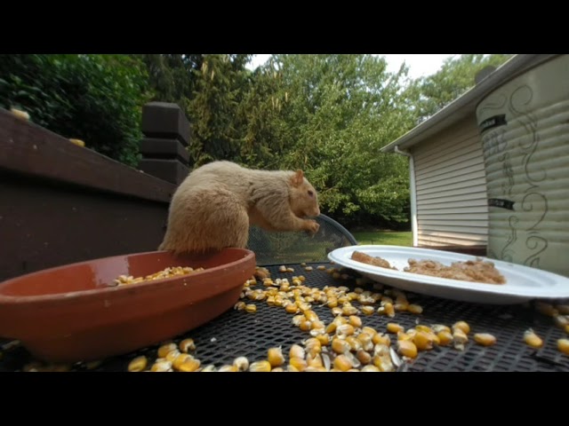 Squirrels and Birds Eating in #VR180 #squirrels #birds #feeder