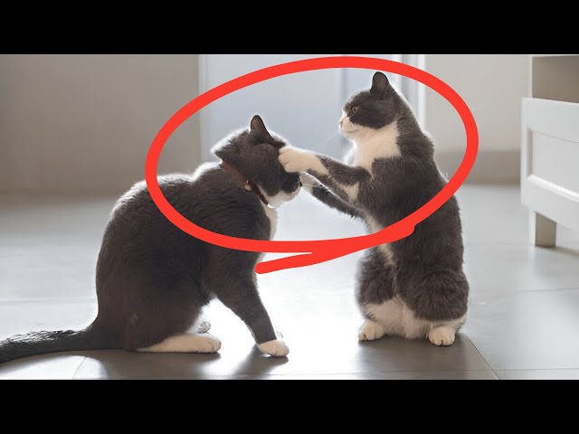 The Real Reason Your Cat Bullying Another Cat (And How to Stop It)